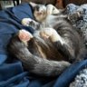 Fiona Kitty Mom 的头像