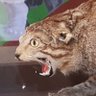 ersatz cat's profile picture