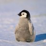 Penguin profil fotoğrafı