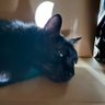 なぎのねこうさぎ🌸35P's profile picture