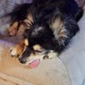 Profilbild von NCSawltyDawg