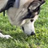 злий лапуля 🐾's profile picture