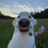 Фото профиля Happy Dog Living Happy Life