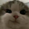 Gre profil fotoğrafı
