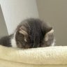 いりこ(*ΦωΦ*)ただの猫好き★NEW★'s profile picture