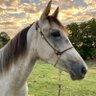 Esprit Equestrian's profile picture