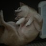🐾柴まる🐕's profile picture