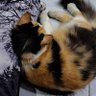 tepoz_02 profil fotoğrafı