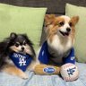 さっちん🐾⚾️'s profile picture