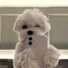 Profilbild von DaโHooman