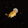 Catlady's profile picture
