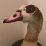sangarparila's profile picture