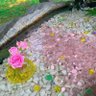 ゆかゆか profil fotoğrafı