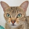 KozzoBCN profil fotoğrafı