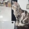 つよし profil fotoğrafı