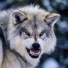 Фото профиля real_Gounie 🇸🇮🐺⚪🔴🐐🇸🇮