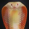 Budi Cobra's profile picture