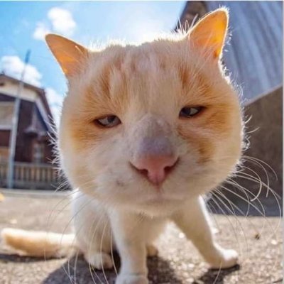miyawuw_'s profile picture