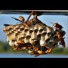 Prado 1 profil fotoğrafı