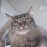 PuffyTheCat's profile picture