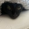 猫心🫀🪡 profil fotoğrafı