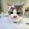 ginkanomm_ profil fotoğrafı