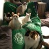 Catsolittleleo's profile picture