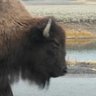 Profilbild von Buffalo Bro