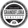 Grandiflora Genetics's profile picture
