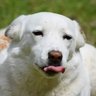 SE Texas Gal profil fotoğrafı