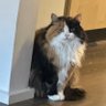 JuzAnne 🐾 🍾🥂 profil fotoğrafı