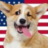 Фото профиля Corgi Farts