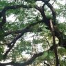 Jagadish 的头像