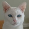 チビシロママ(ΦωΦ) 的头像