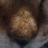 Profilbild von トリリンガル佐藤