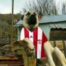 sivasspor's profile picture