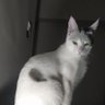 Profilbild von Yunas Basileus