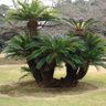 Profilbild von عيد