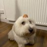 f2ri's profile picture