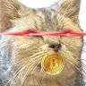 Profilbild von kazu(16歳からbitcoin)