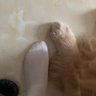 水瓶座狗狗🐱's profile picture