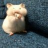 江添力's profile picture