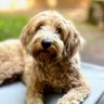 LC profil fotoğrafı