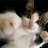 Punch Cat 的头像