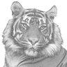 Фото профиля Tiger