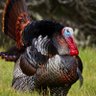 Turkey 123's profile picture