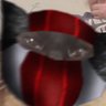 beady ||-// 的头像