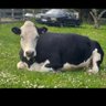 Фото профиля Wendy the Wonder Cow