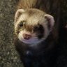 Koshcakes's profile picture