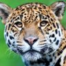 Naturaleza Out Of Context profil fotoğrafı